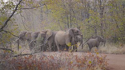 FILE - Elephants are visible on a road leading to a school on the periphery of the Save Valley Conservancy, Zimbabwe on Thursday, July 11, 2024. 