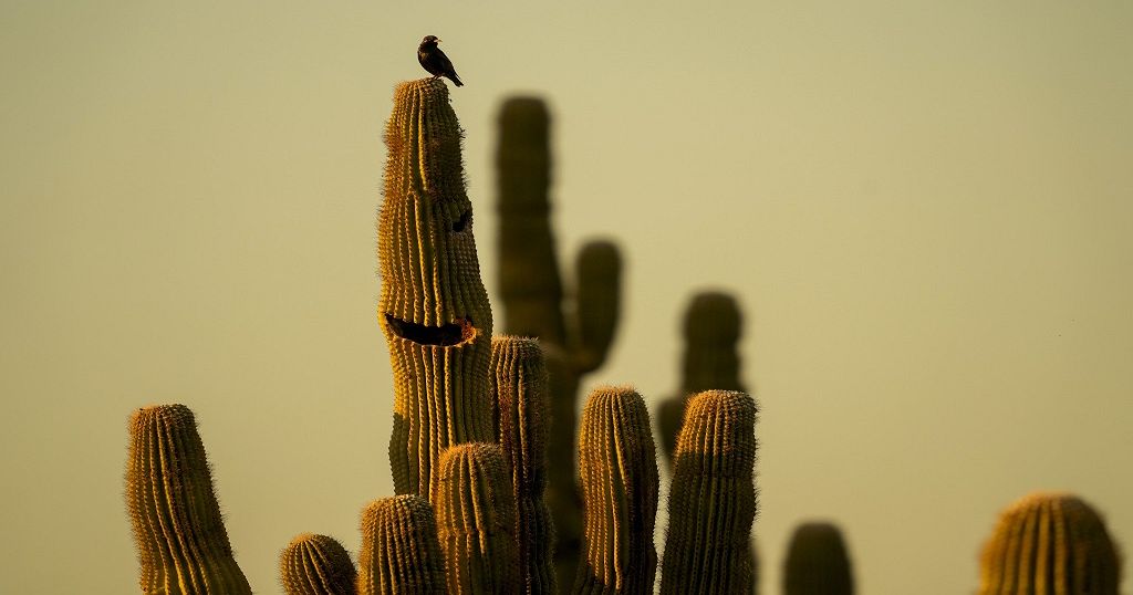 “Cactus Thiemann Garden” establishes as one of the largest of its kind in Africa