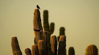 Maroc : les cactus de Marrakech subissent le changement climatique