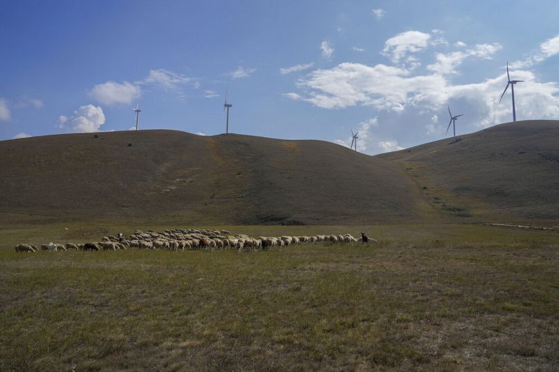 Un rebaño de ovejas pasta frente a los aerogeneradores de un parque eólico en Collarmele, cerca de L'Aquila, el jueves 30 de septiembre de 2021. 