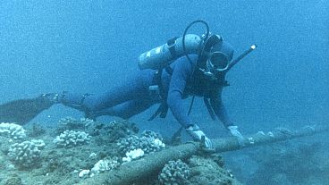 Plongeur vérifiant la protection sous-marine du câble à la station hydroacoustique HA08 dans le Territoire britannique de l'océan Indien (BIOT), au Royaume-Uni.