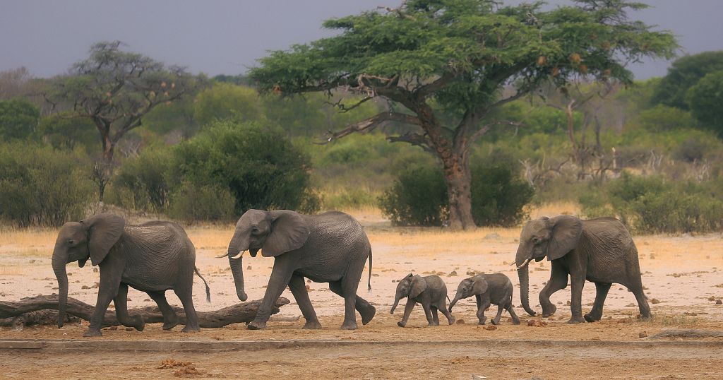 Zimbabwe announces plans to cull dozens of elephants, due to food shortages from drought