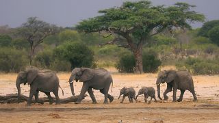 Zimbabwe announces plans to cull dozens of elephants, due to food shortages from drought