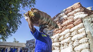 Zimbabwe's baobab trees offer lifeline to rural communities devastated by climate change