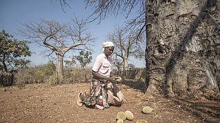 Au Zimbabwe, les fruits du baobab comme nouvelle source de revenus