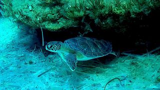 A turtle in the sea, by Akrotiri, British base area near the coastal city of Limassol, Cyprus. 