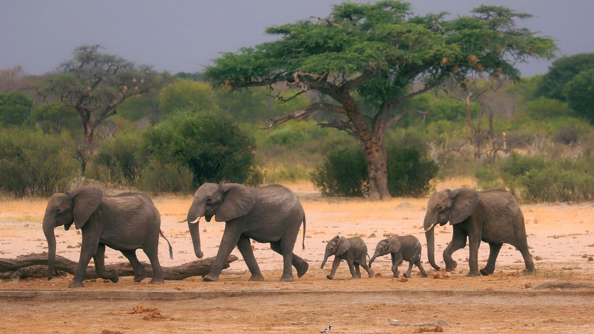 Hundreds of elephants to be killed in Zimbabwe and Namibia as food and water resources run dry