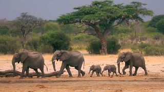 A herd of elephants make their way through the Hwange National Park, Zimbabwe, in search of water, on 10 November 2019. 