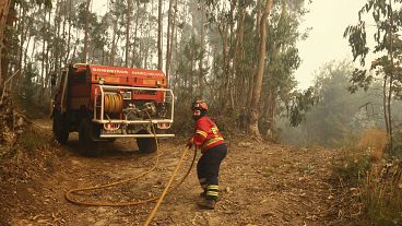 Um bombeiro puxa uma mangueira enquanto trabalha para extinguir um incêndio numa floresta de eucaliptos nos arredores de Sever do Vouga, Portugal, na quarta-feira, 18 de setembro de 2024.