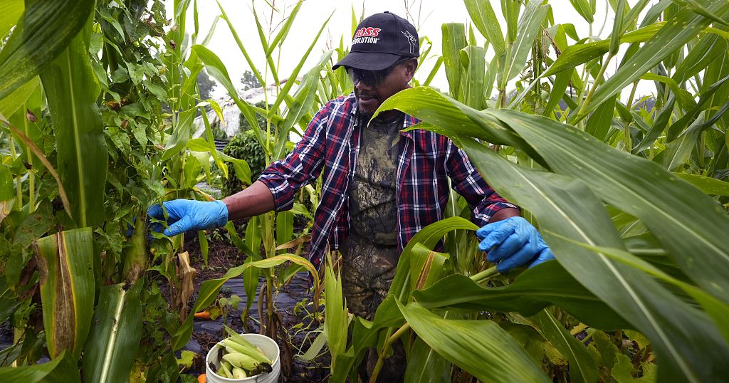 Refugees in the U.S. turn to farming for new beginnings