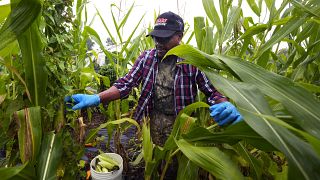 USA : dans les fermes, une nouvelle vie pour les réfugiés africains