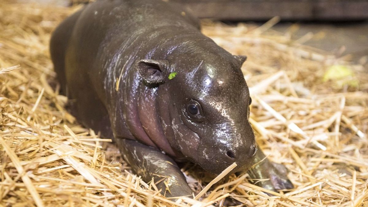 No Comment : un zoo thaïlandais cherche à breveter l'image du bébé hippopotame pygmée Moo Deng