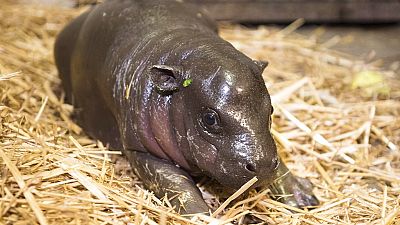 Le zoo thaïlandais cherche à breveter l'image du bébé hippopotame pygmée Moo Deng.