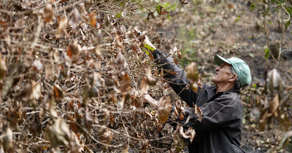 Brazil drought hits coffee farms and threatens to push prices even higher