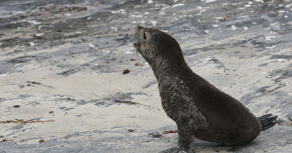 First known outbreak of rabies in seals reported in South Africa