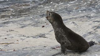 First known outbreak of rabies in seals reported in South Africa