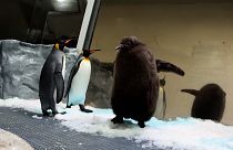 Pesto with other penguins in enclosure at the Sea Life Melbourne Aquarium 