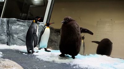 Pesto, Sea Life Melbourne Akvaryumu'ndaki muhafazasında diğer penguenlerle birlikte 