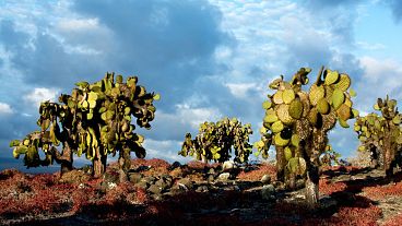 Opuntia echios adulta en la isla Plaza Sur.