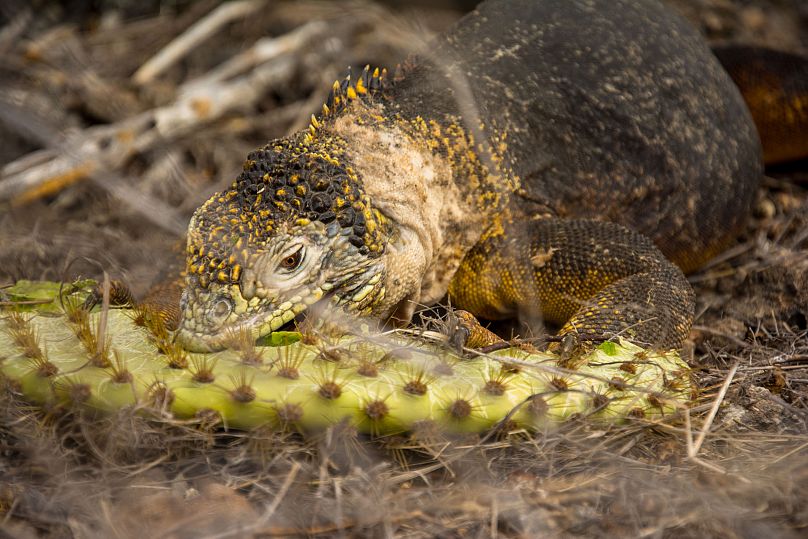 A land iguana eating a cactus pad on South Plaza Island.