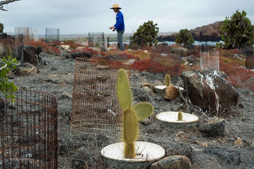 Plaza Sur restoration of Opuntia echios in 2021 using Groasis waterboxx.  