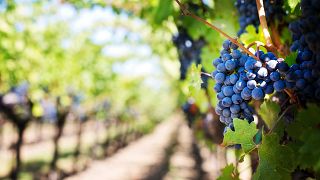 A bunch of grapes growing in a vineyard