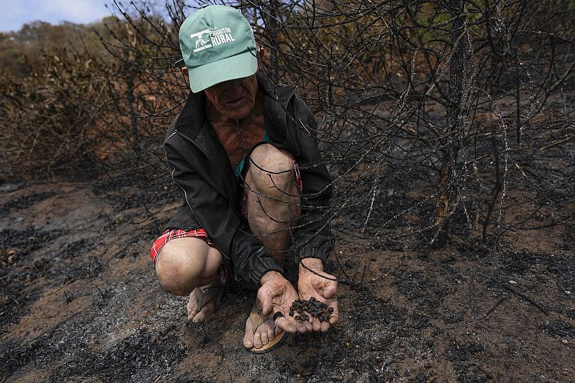 Farmers in Brazil are grappling with the nation's worst drought in more than seven decades and above-average temperatures