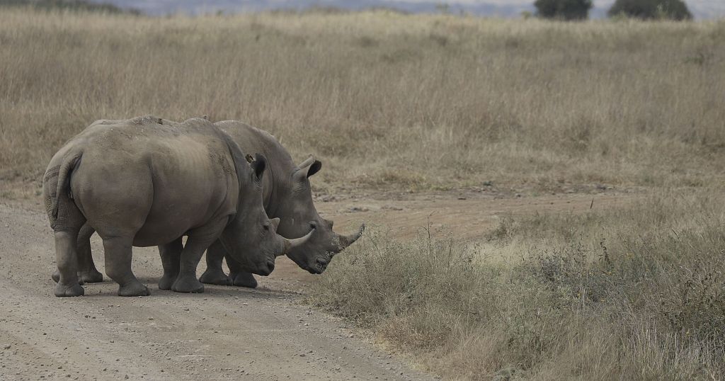 Scientists edge closer to saving the Northern White Rhino from extinction