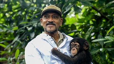 Watch: The man championing chimpanzee conservation in Sierra Leone.