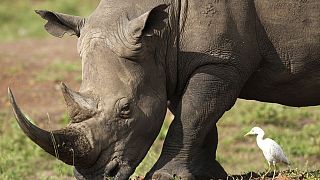 L'impératif de préservation des rhinoceros pour l'attrait de l'Afrique