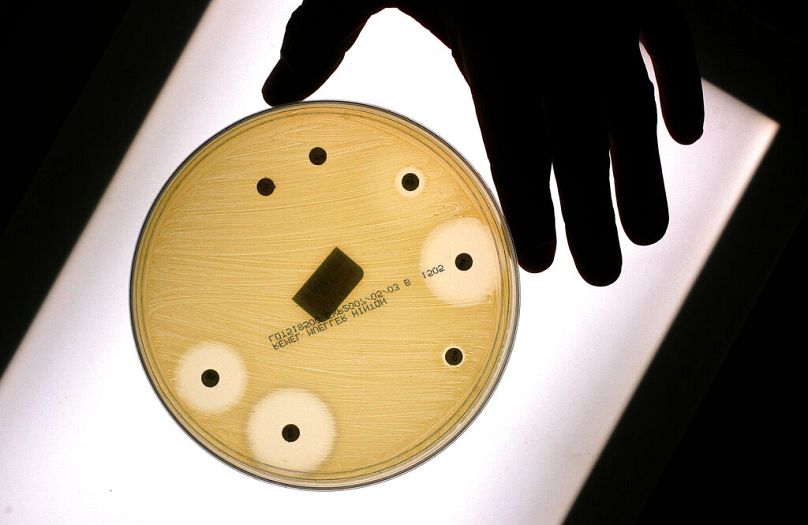 The bacteria Staphylococcus Aureus in a testing material where different drugs are introduced to see which are the most effective in battling it, in San Francisco, March 2007