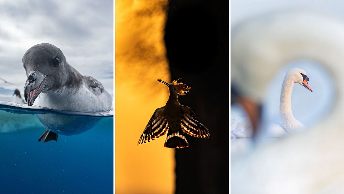 Playful penguins to caged parrots: The winners of the Bird Photographer of the Year 2024