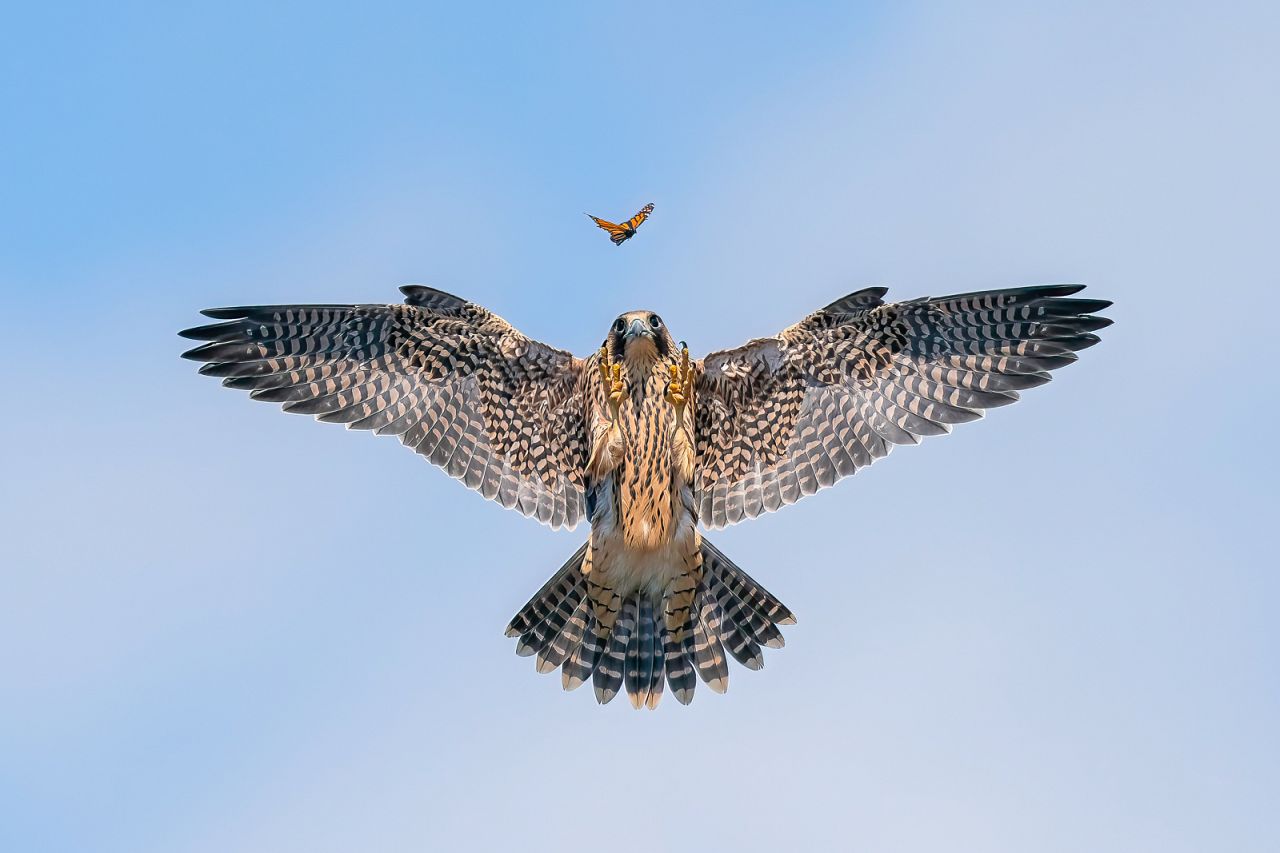 'Playful Fledgling' by Jack Zhi