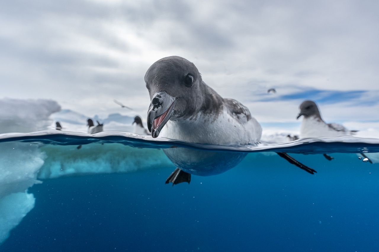 'Feeding Frenzy' by Jonas Beyer