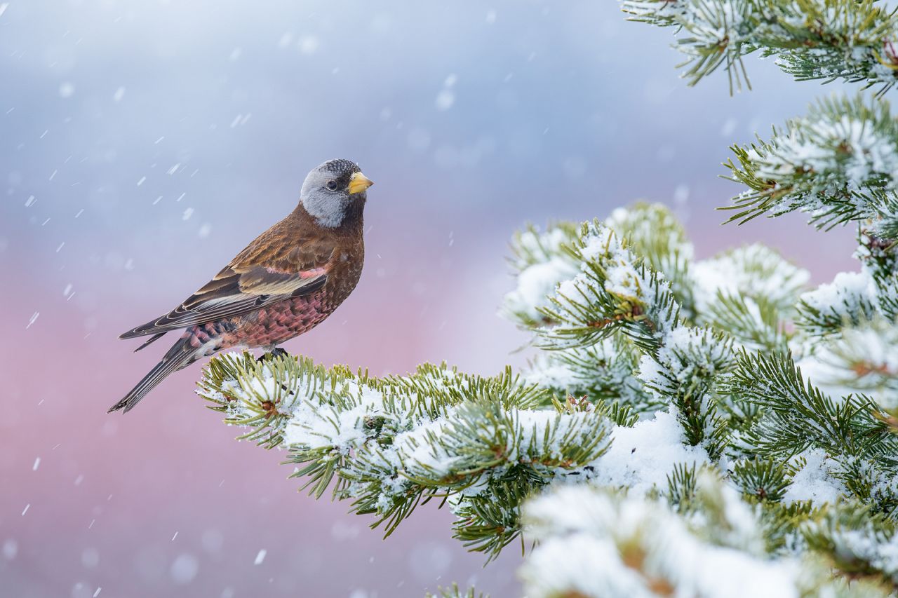 'Winter Pink' by Alan Murphy