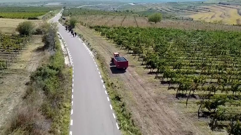 A Sahateni bortermő vidék Délnyugat-Romániában, 2024. szeptember