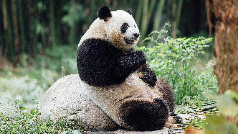 Giant Panda Ke Ke is seen at the Dujiangyan Base of the China Conservation and Research Centre for the Giant Panda in southwestern China's Sichuan province, in September 2024.