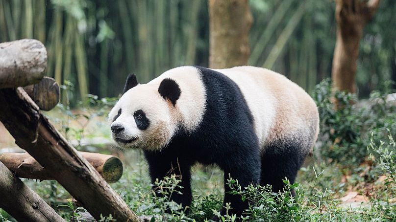 Giant Panda An An is seen at the Dujiangyan Base of the China Conservation and Research Centre for the Giant Panda in southwestern China's Sichuan province, in September 2024