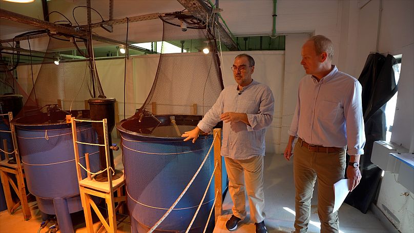 The sea bass performance is tested at different water temperatures