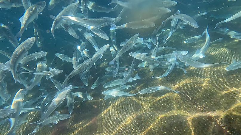 Sea bass thrive in water around 26 degrees Celsius