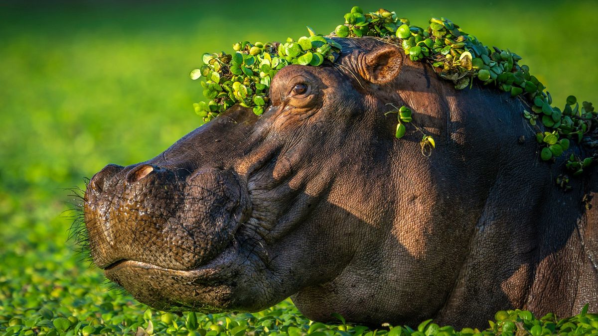 Hippo hats, polar bear Judo and embarrassing owls: This year’s funniest wildlife photos