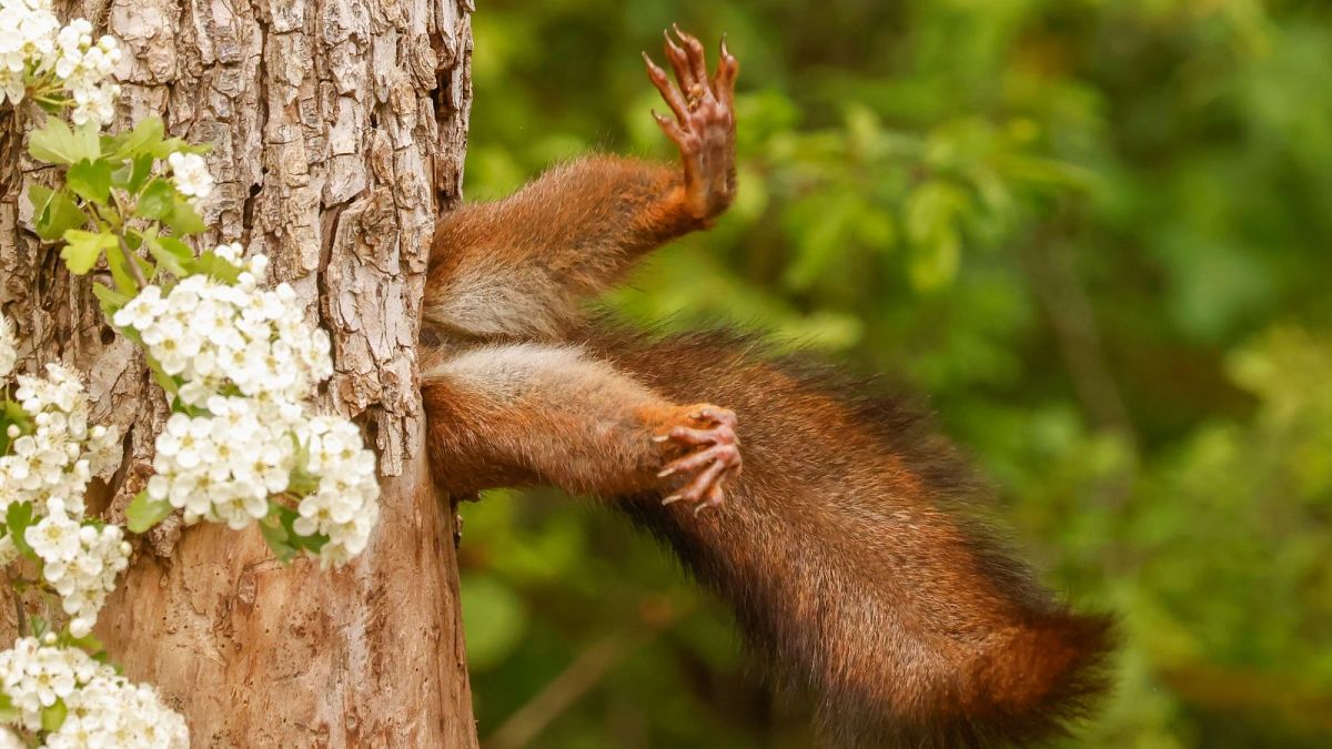 Serial squirrel photographer takes the top prize in 2024’s funniest wildlife photo awards