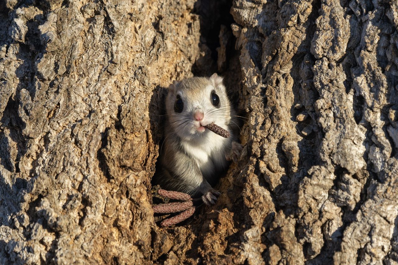 This photo of a flying squirrel was taken in Hokkaido Japan.