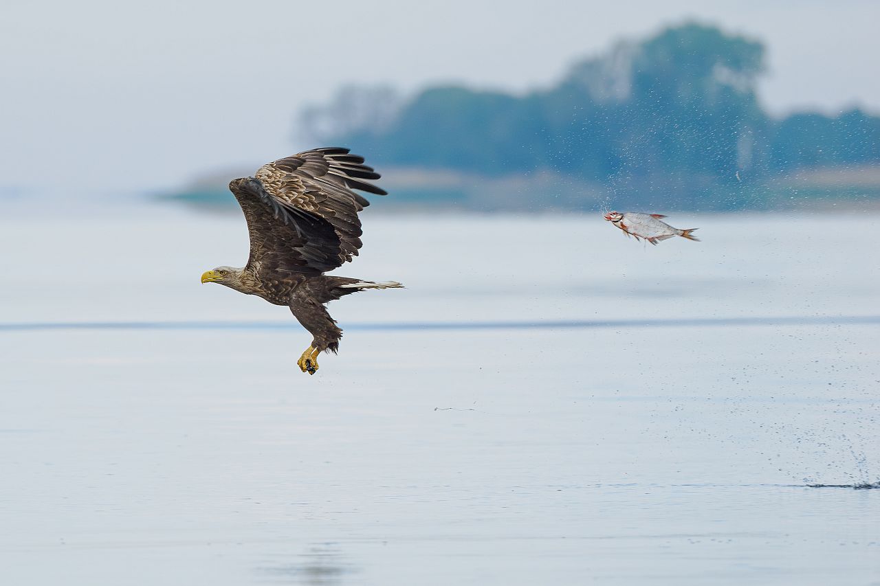 A bream appears to chase a bald eagle at Szczecin Lagoon in Poland.