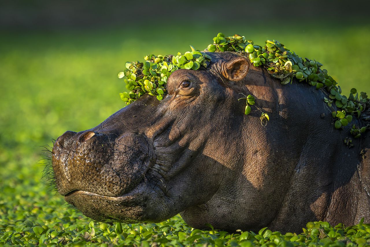  Stankiewicz captured this portrait with water plants decorating a hippo’s head. 