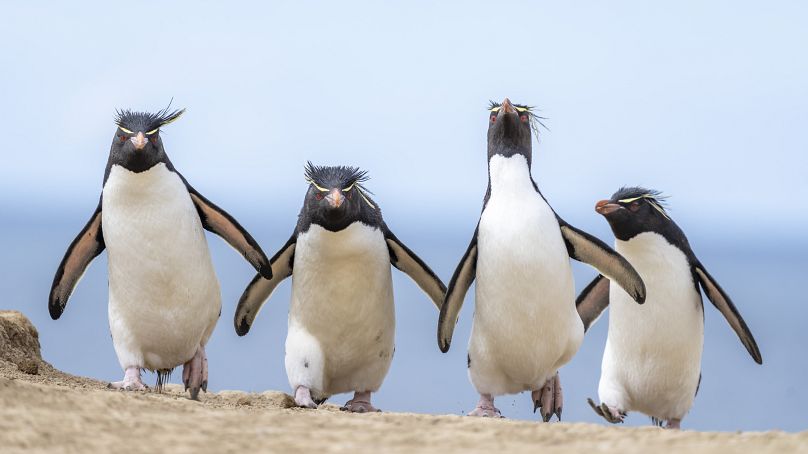 This image of southern rockhopper penguins was taken on Pebble Island in the Falkland Islands. 