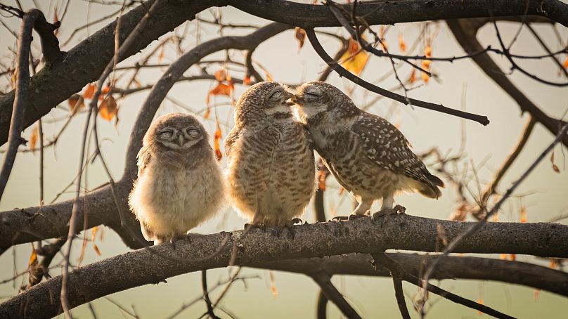 Ranganadhan says it was funny to see the spotted owlets attempt to get some privacy.