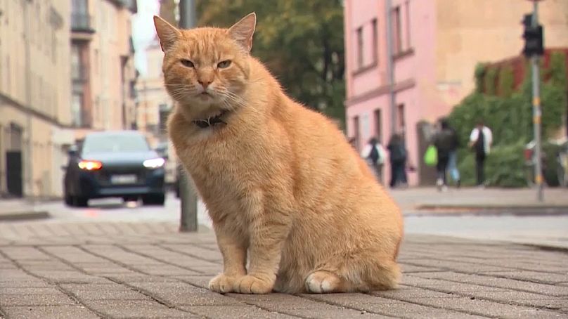 Le chat Peach, qui a inspiré la peinture murale de Eriks Caunes
