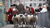 Damian Lewis drives sheep over Southwark Bridge in London Damian Lewis drives sheep over Southwark Bridge in London
