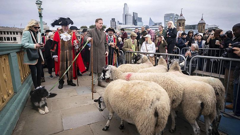 Damian Lewis drives sheep over Southwark Bridge in London as part of the 11th London Sheep Drive